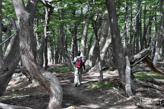 Atravessando um trecho de bosque na trilha da Loma del Pliegue Tumbado, em El Chaltén, na patagônia argentina